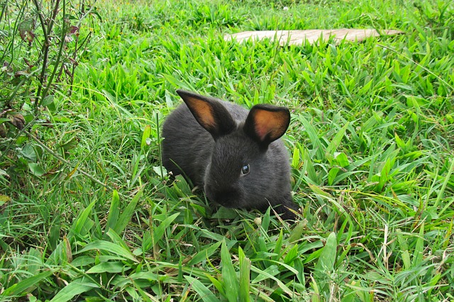A bunny in the grass