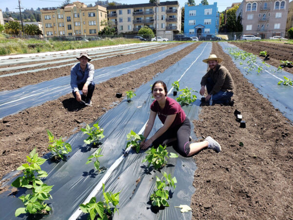 Three people are planting plants in a neighborhood