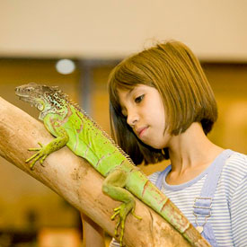 A young person is looking at a lizard close up - Exhibits & Activities
