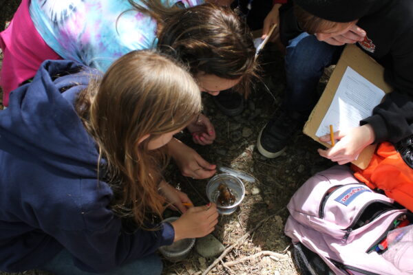 Three students are examining the contents of a cup with a small crustacean.