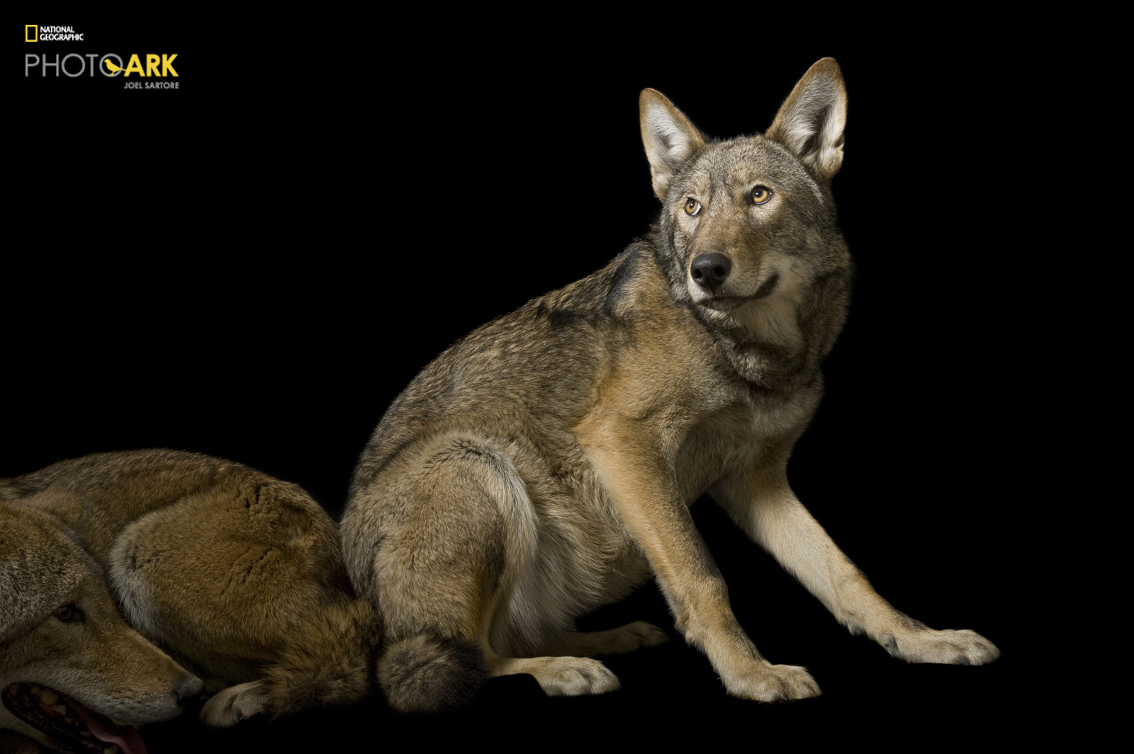 Portrait of red wolves from Joel Sartore's Photo Ark project