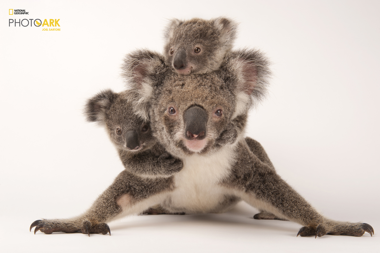 Portrait of Koala with two juvenile koalas climbing on parent from Joel Sartore's Photo Ark project