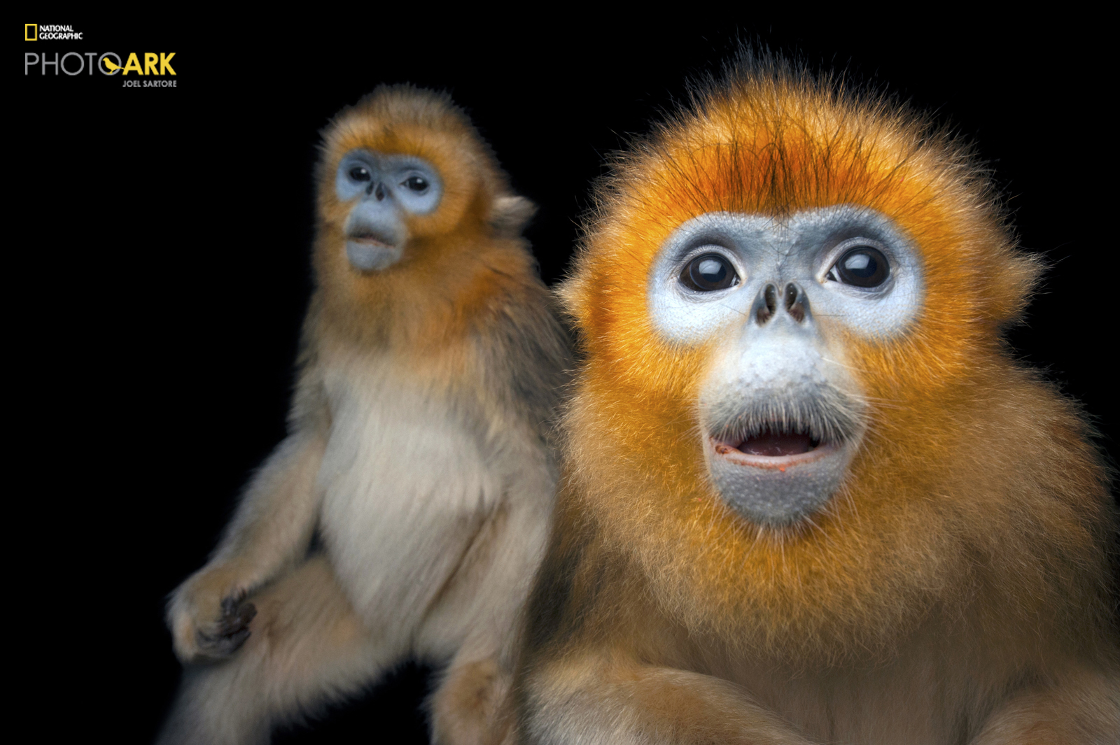 Portrait of Golden Snub-nosed Monkey from Joel Sartore's Photo Ark project