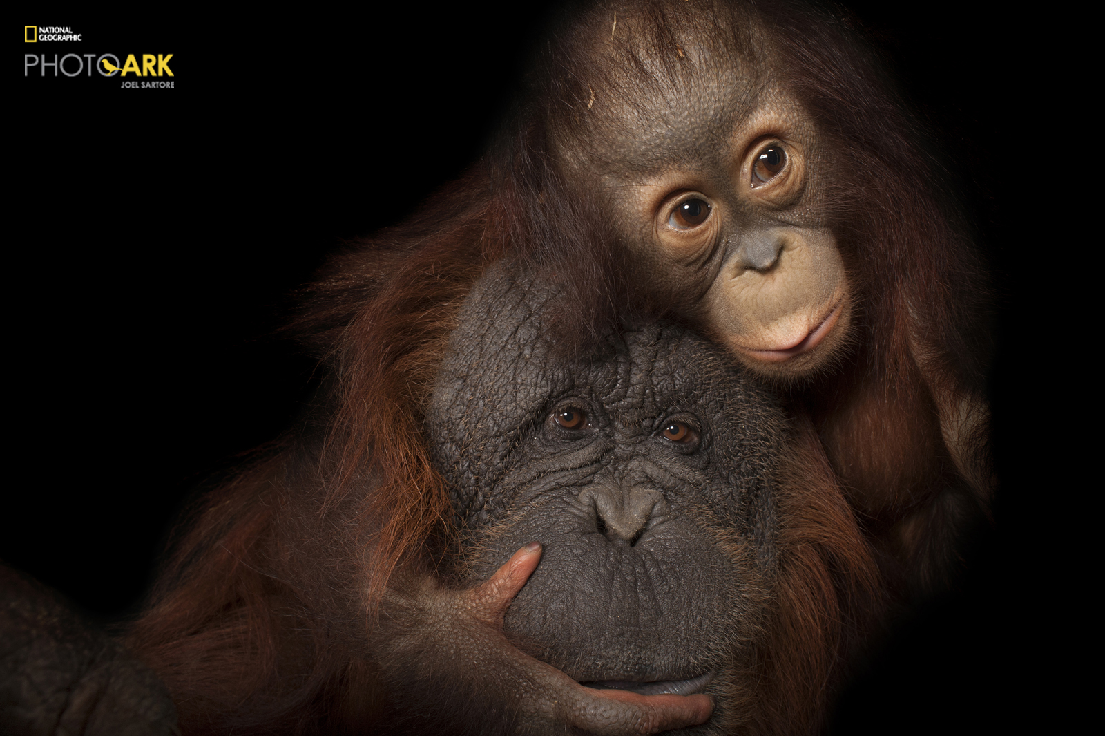 Portrait of Bornean Orangutan from Joel Sartore's Photo Ark project
