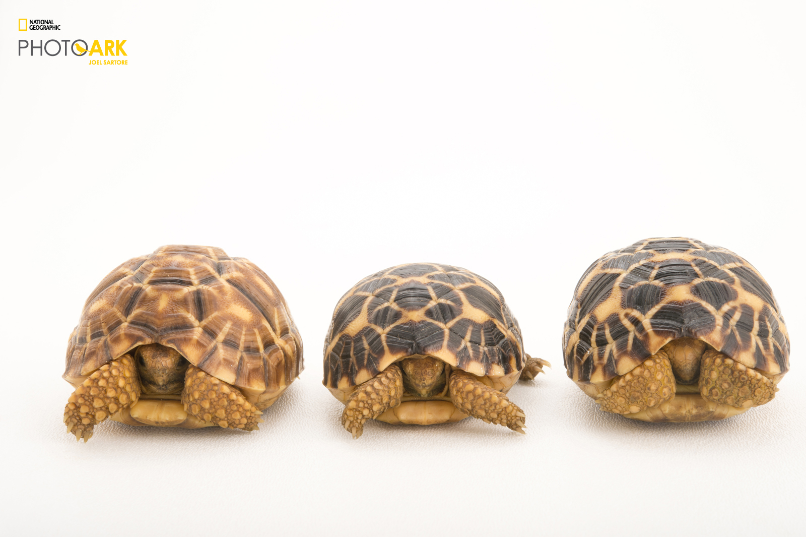 Three Burmese star tortoises from Joel Sartore's Photo Ark project