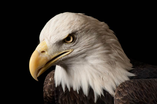 A bald eagle named Bensar at the George M. Sutton Avian Research Center.