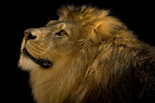 A Barbary lion (Panthera leo leo) at the Plzen Zoo in the Czech Republic.
