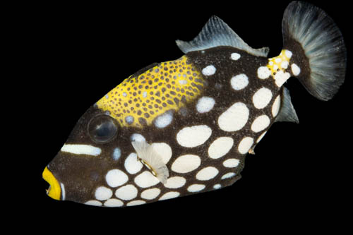 A clown triggerfish (Balistoides conspicillum) at Pure Aquariums.
