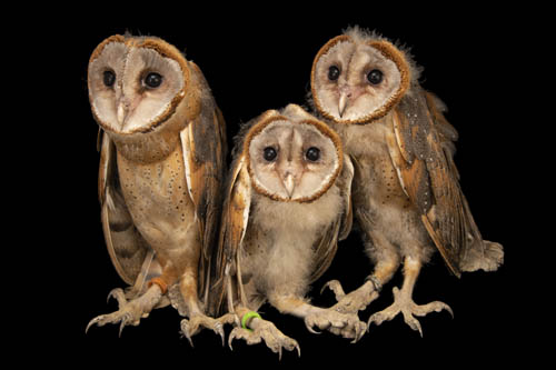 Three Eastern Grass Owls (Tyto longimembris chinensis) at Angkor Centre for Conservation of Biodiversity (ACCB) in Cambodia.