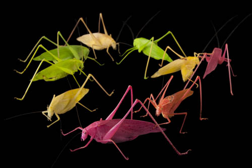 Angular wing katydids (Microcentrum sp) at the Insectarium in New Orleans. These color varients are found in nature, though anything but green is usally eaten by predators immediately.