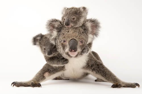 Augustine, a mother koala with her young ones Gus and Rupert (one is adopted and one is her own offspring) at the Australia Zoo Wildlife Hospital.