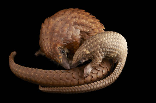 A juvenile and mother white bellied tree pangolin (Phataginus tricuspis) at the Pangolin Conservation in St. Augustine, FL. This juvenile is only 70 days old. She is the first of her species to be bred in captivity.