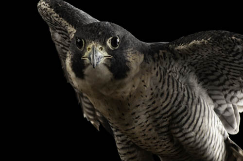 A portrait of a federally endangered peregrine falcon (Falco peregrinus) at Raptor Recovery in Nebraska.