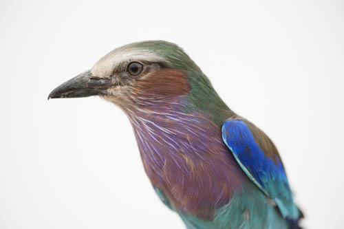 A lilac-breasted roller, Coracias caudatus, at the Omaha Henry Doorly Zoo and Aquarium.