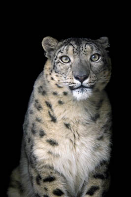 An endangered (IUCN) and federally endangered snow leopard (Panthera uncia) at the Denver Zoo.