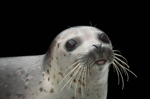 Sura, a spotted seal (Phoca largha) at the Alaska SeaLife Center.