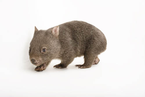 A juvenile common wombat (Vombatus ursinus tasmaniensis) at the Healesville Sanctuary. This is a ten-month-old named 'Poa.'