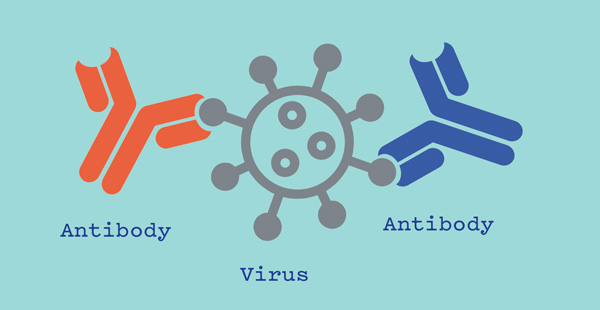 Two antibodies and a virus